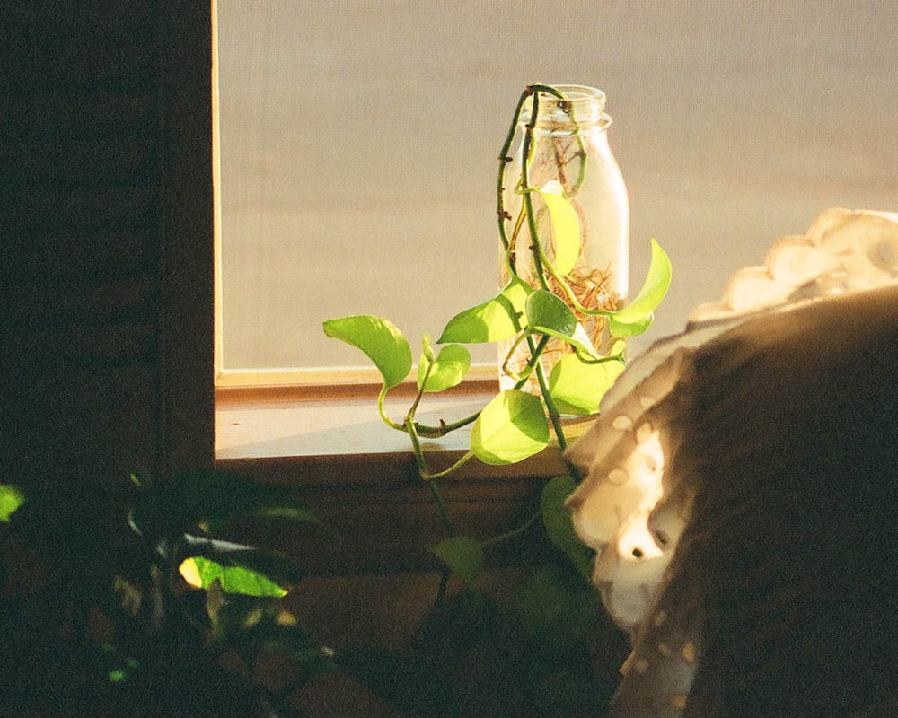 white rose in clear glass vase