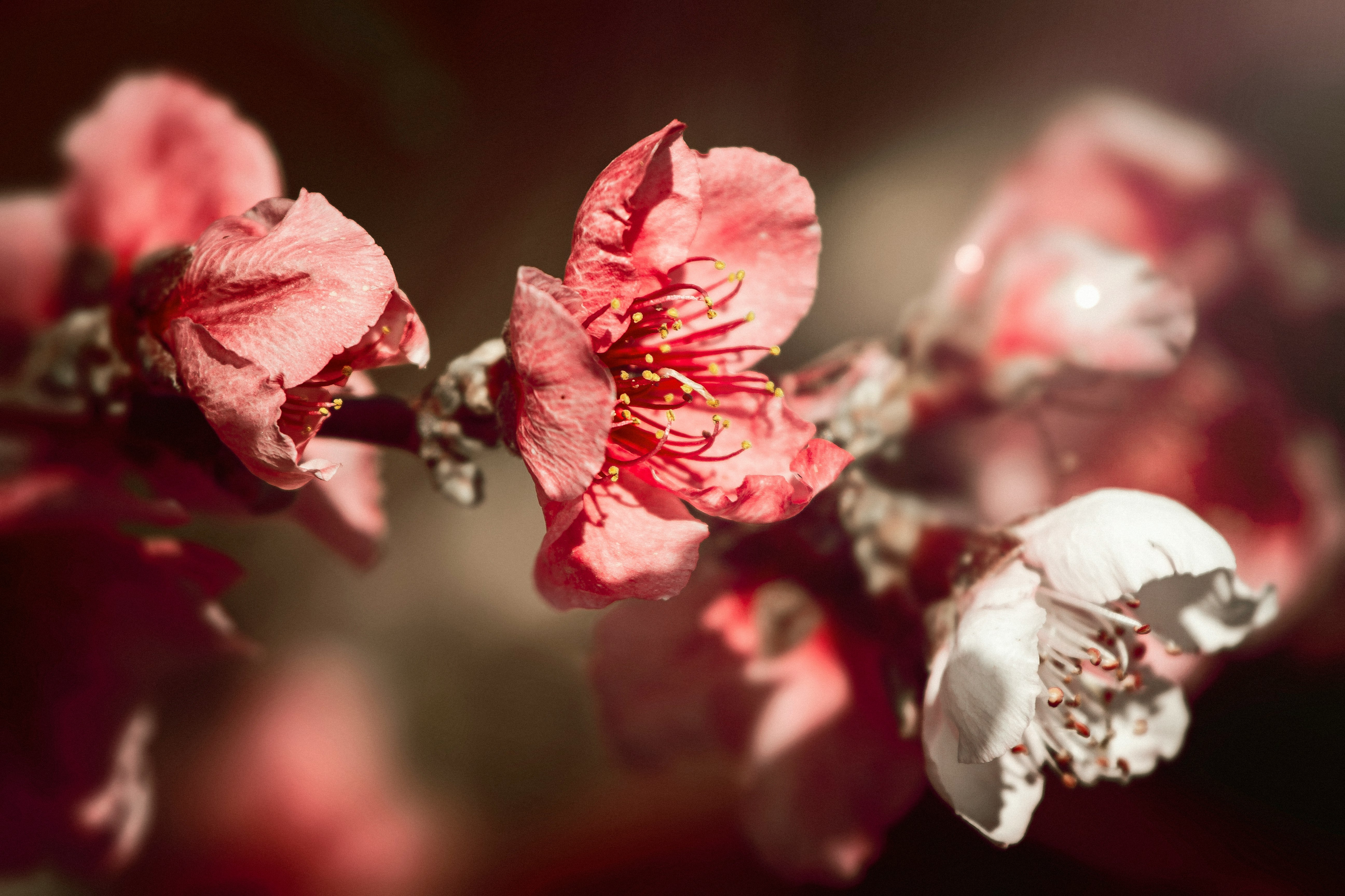 pink and white flower in close up photography