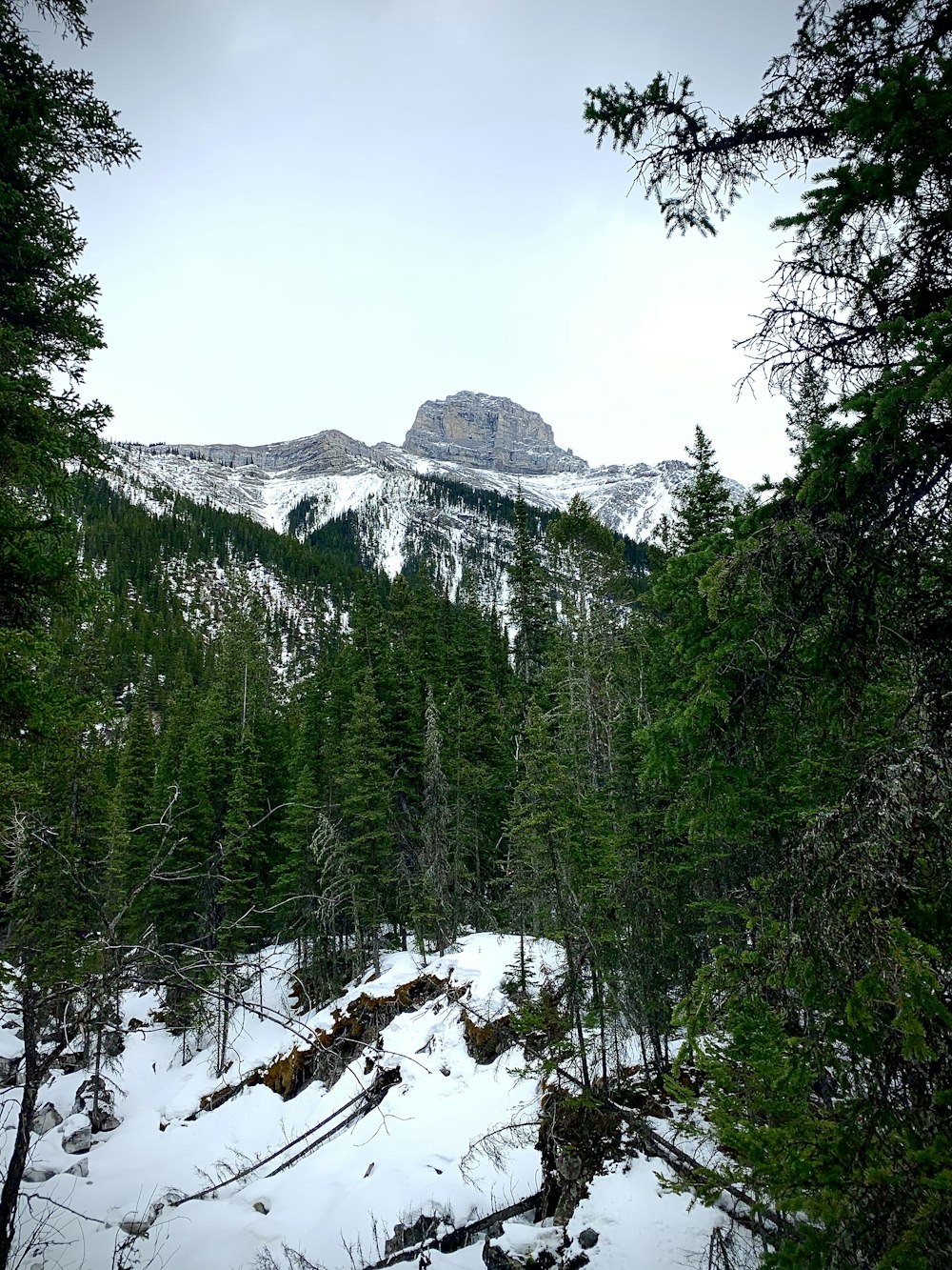 árvores verdes perto da montanha coberta de neve durante o dia