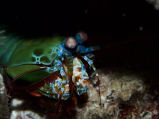 A colorful mantis shrimp displaying vibrant hues of green, blue, and red. The shrimp has large, prominent eyes and intricate patterns on its shell. It is positioned near a rock or coral surface in a dim underwater setting.