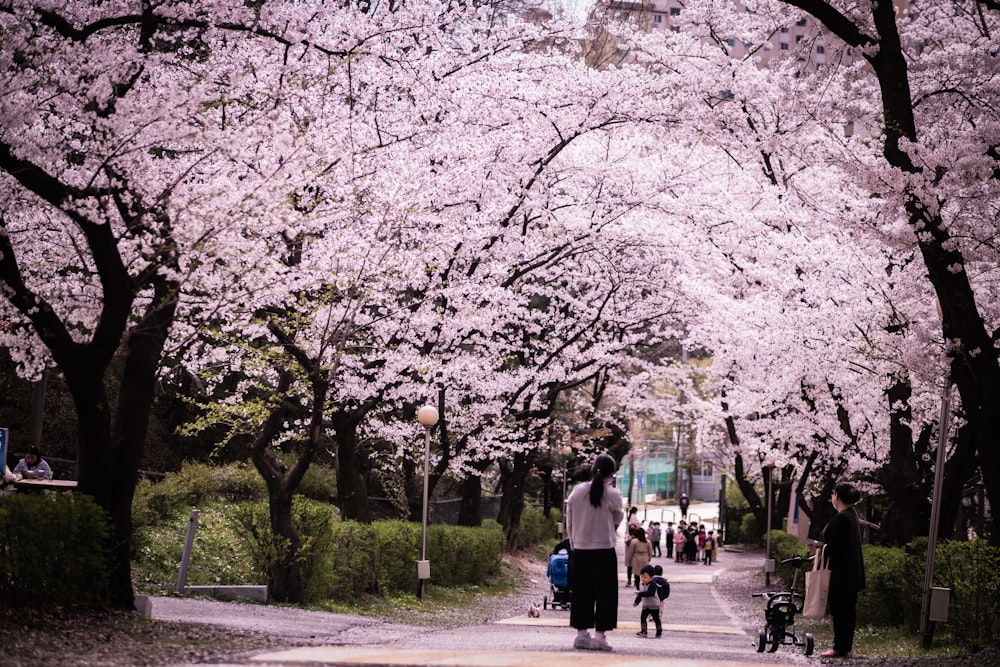 people walking on sidewalk with cherry blossom trees during daytime