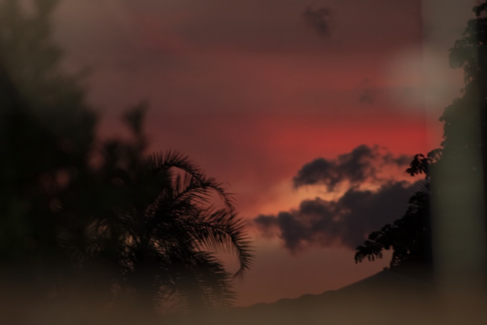 palm tree under cloudy sky during sunset