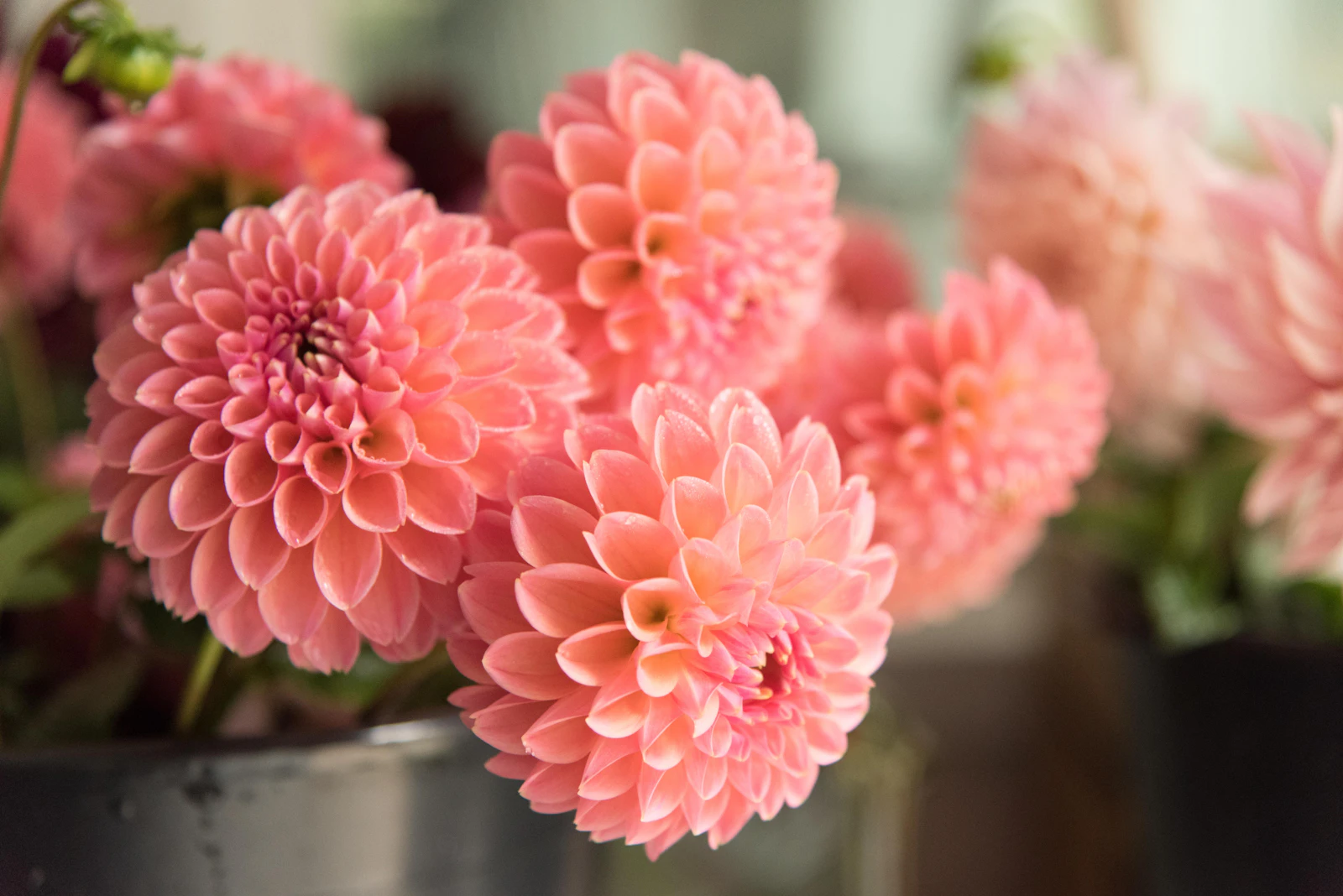 Freshly cut pink flowers arranged in a clear glass vase
