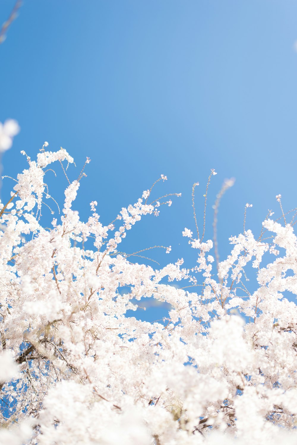 white flowers under blue sky during daytime