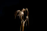 Fireworks forming heart shapes in the sky during a romantic evening show.