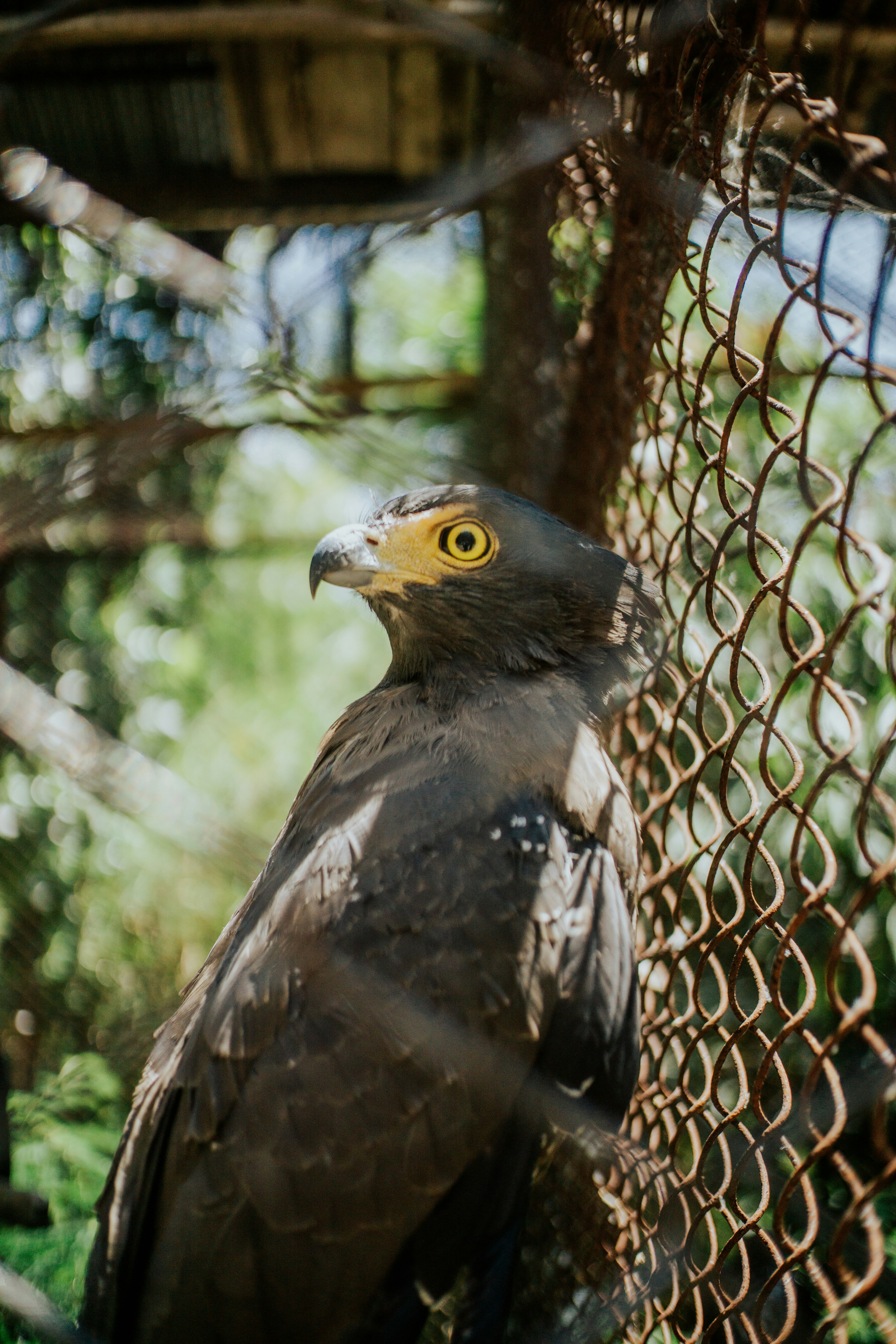 black and white bird on gray metal cage
