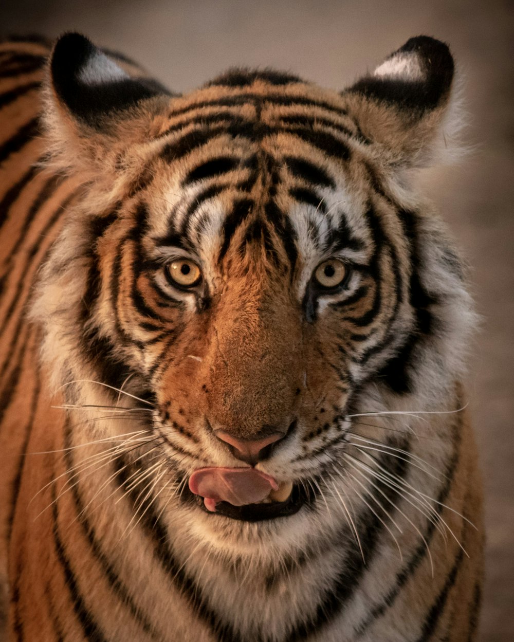 brown and black tiger in close up photography