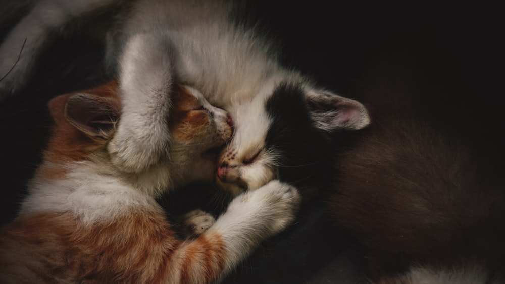 white and orange tabby cat