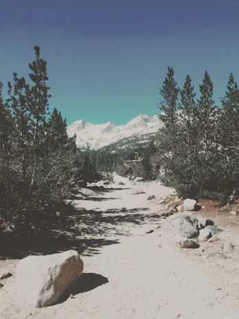A scenic view of the Snohomish forest with a well-maintained dirt trail cutting through.