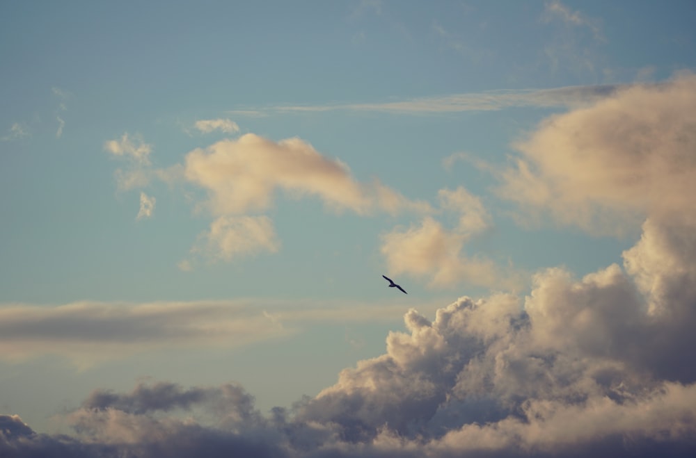 bird flying under white clouds during daytime