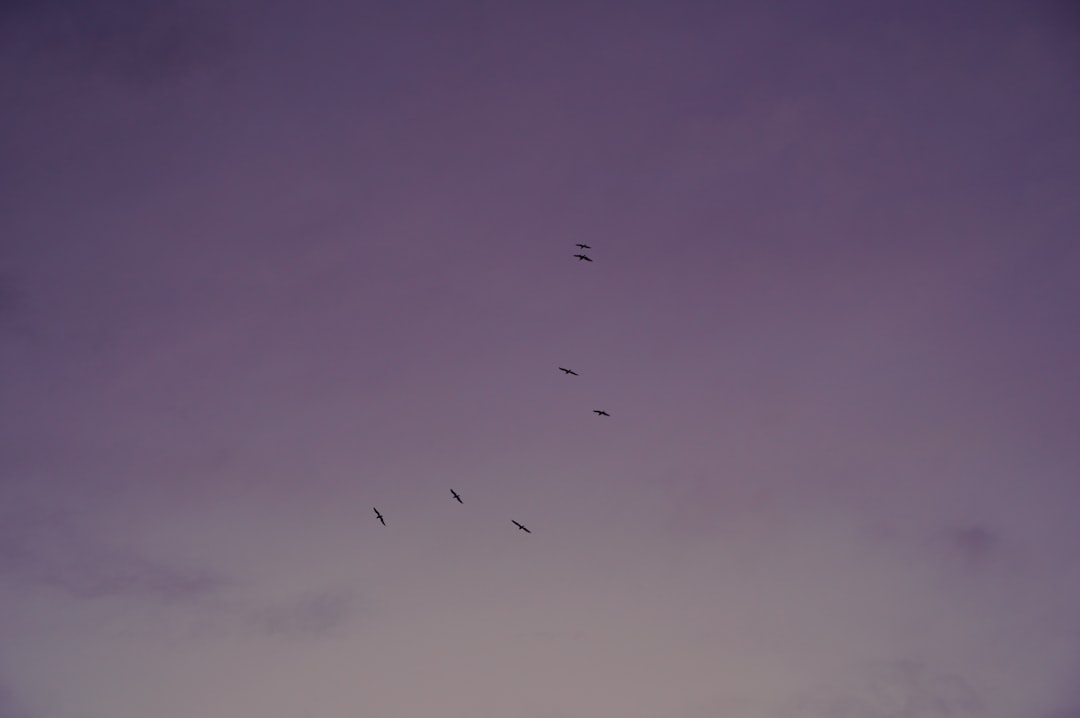 birds flying under gray sky