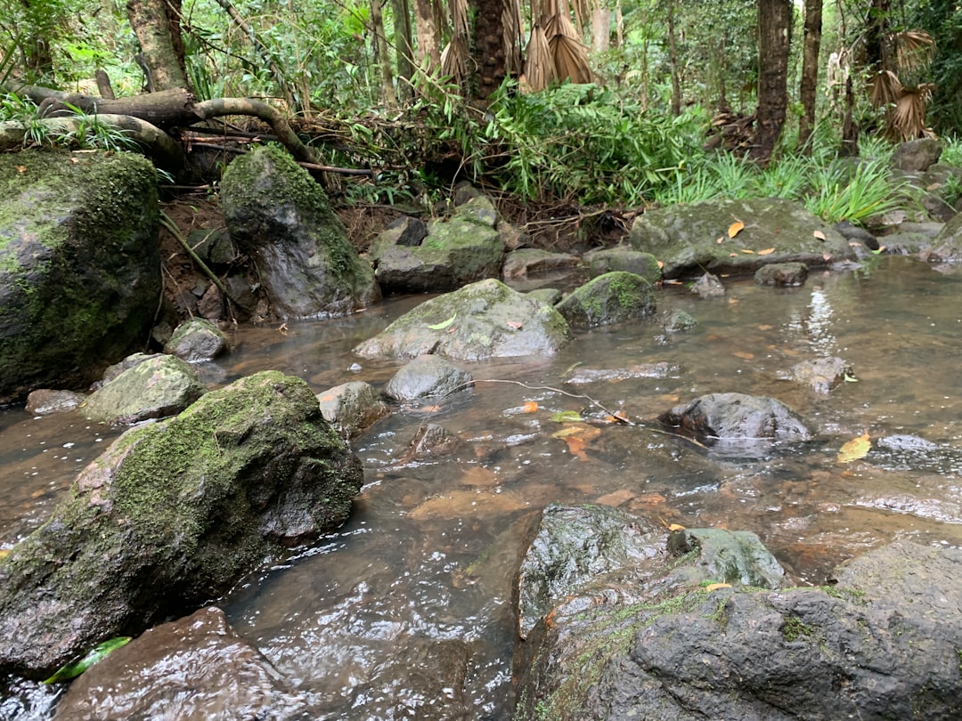 rainforest-stream ... photo