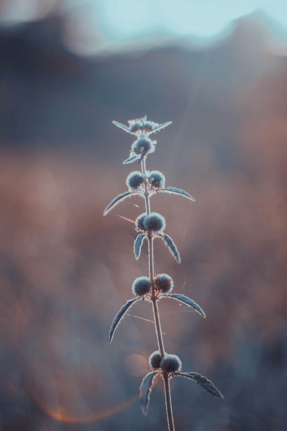 white and brown flower in close up photography