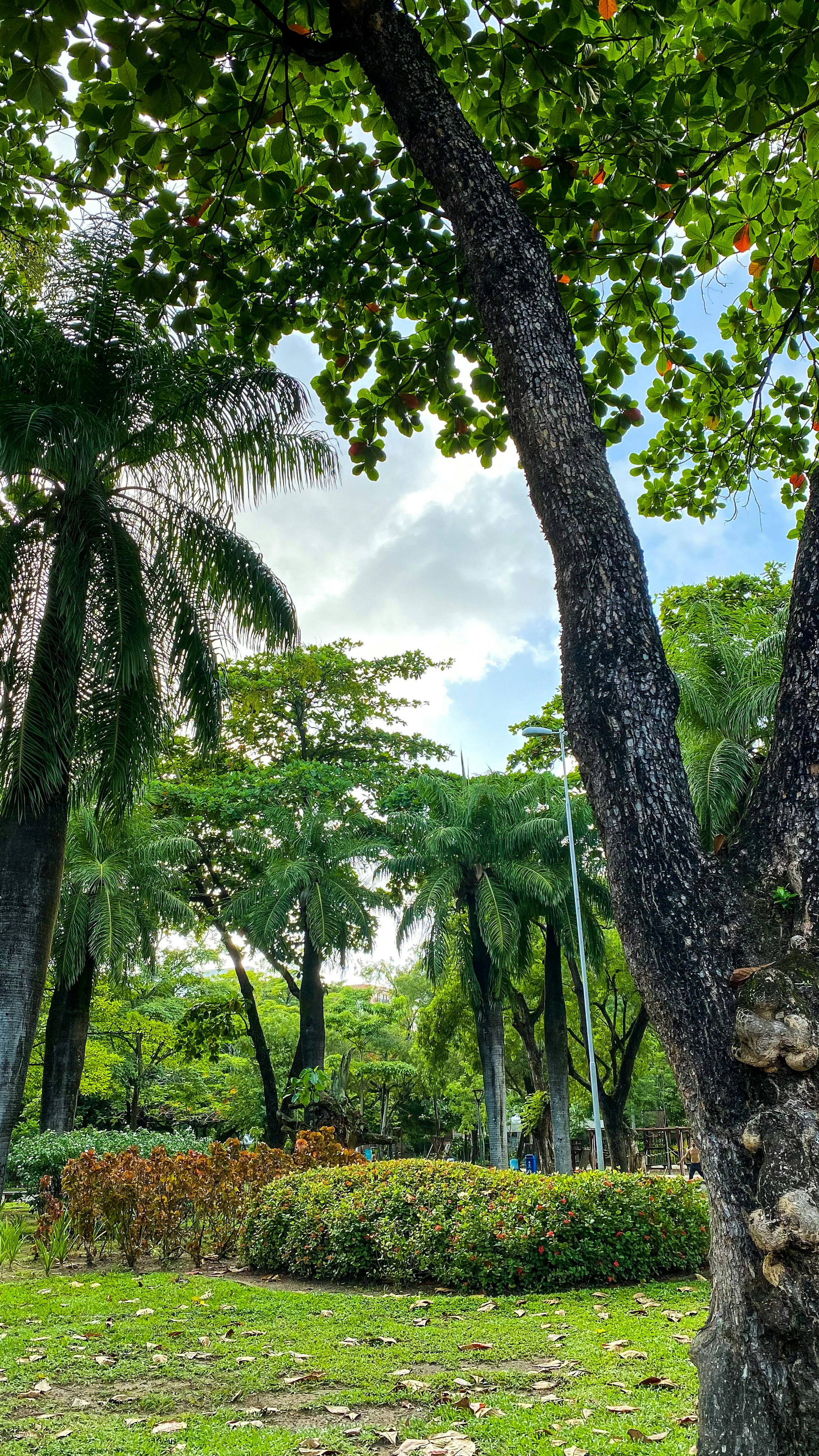 Photo by thiagojapyassu