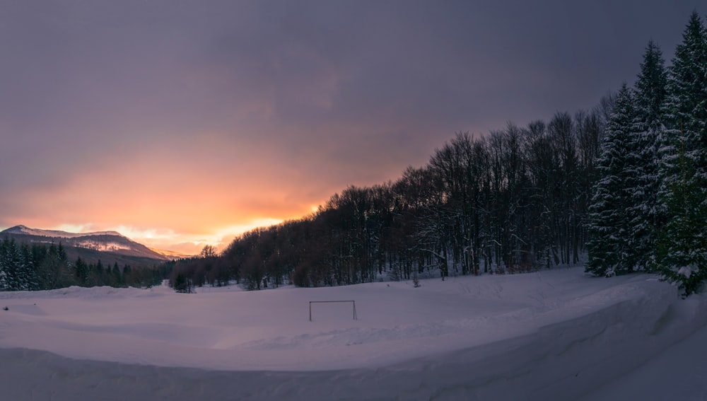 árboles en el suelo cubierto de nieve durante la puesta del sol