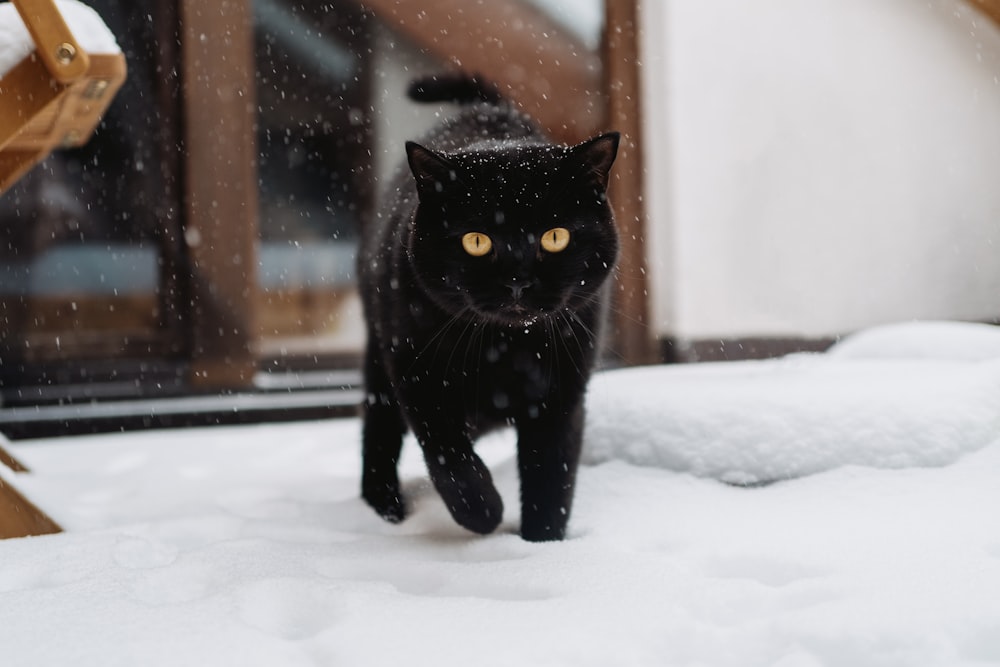 black cat on snow covered ground