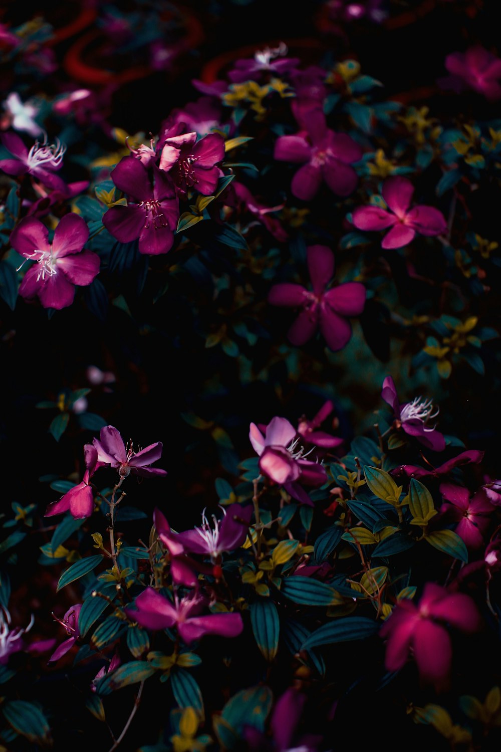 purple flowers with green leaves