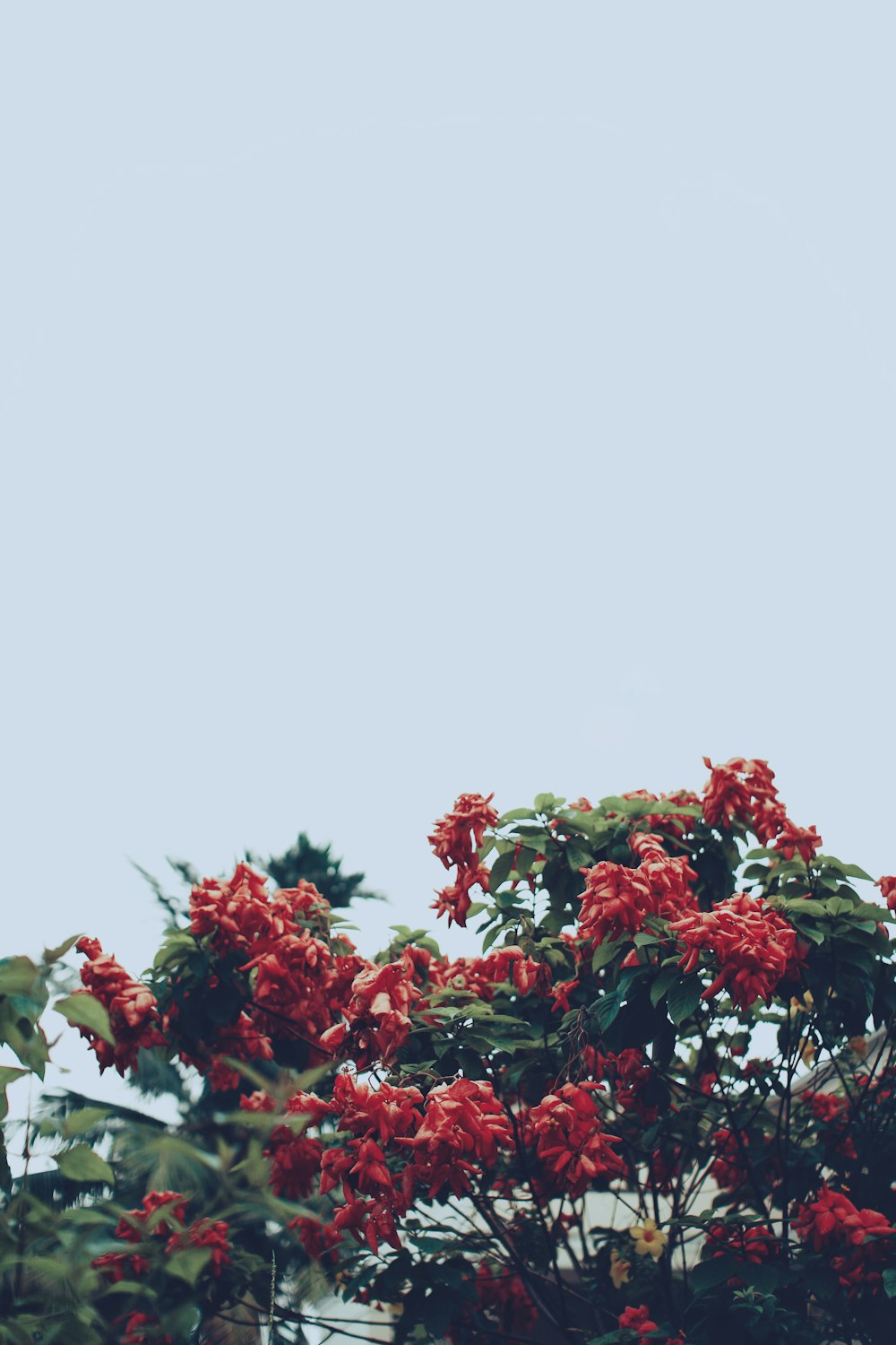 red flowers with green leaves