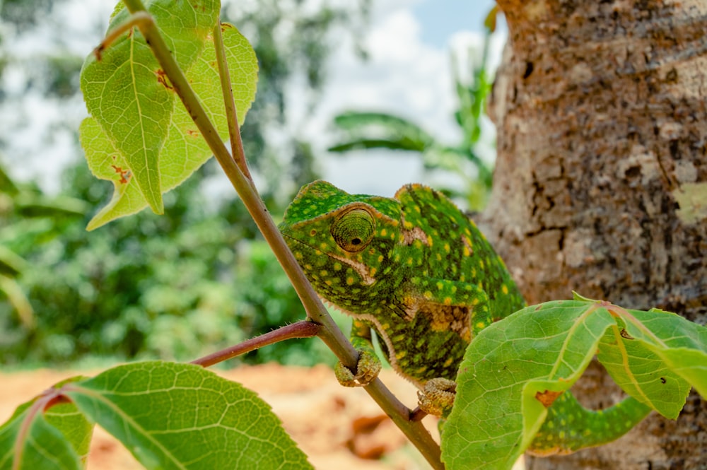 green chameleon on green leaf during daytime