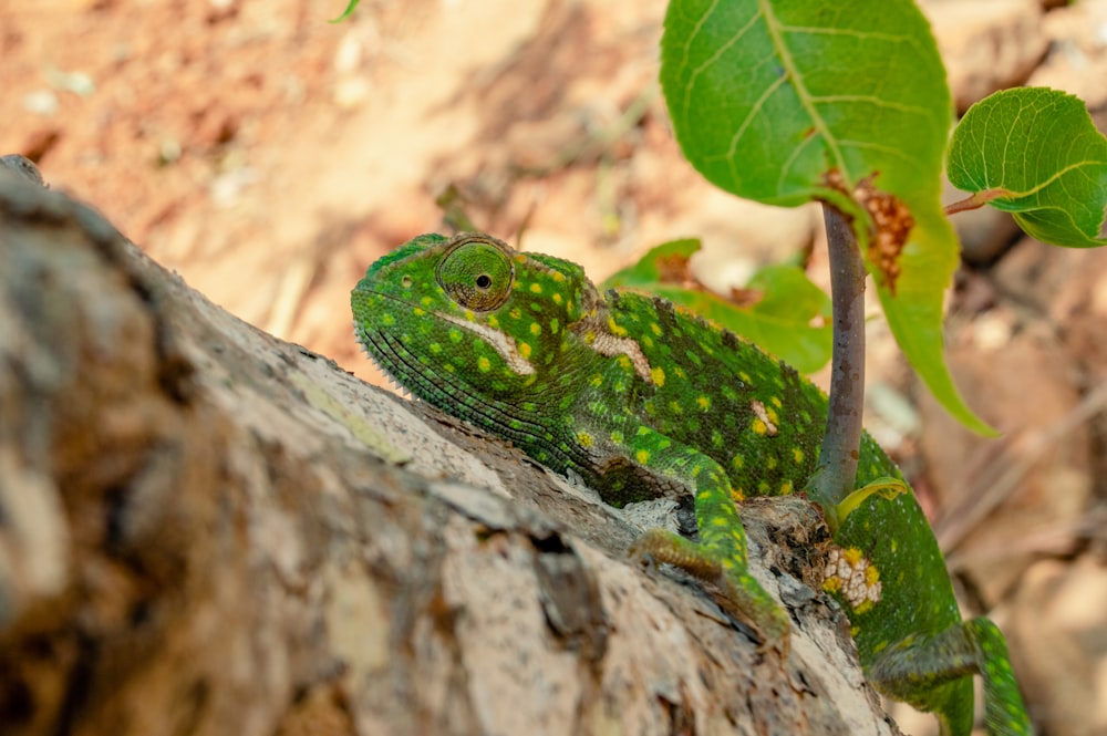 green chameleon on brown tree branch during daytime