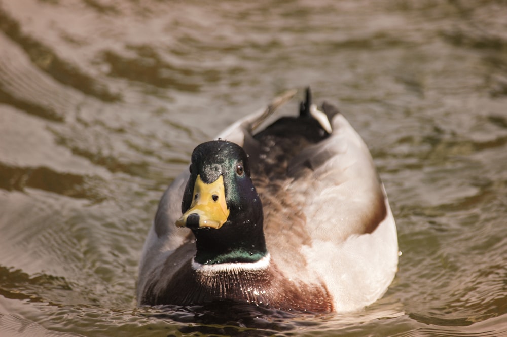 white and brown duck on water