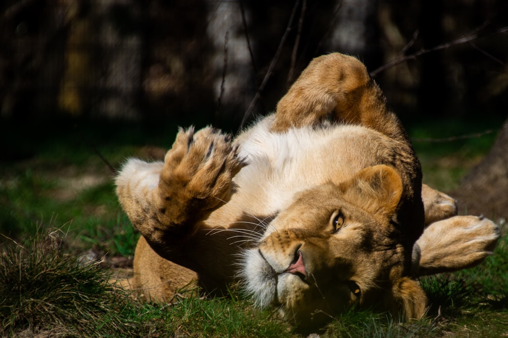 brown and white tiger lying on green grass during daytime