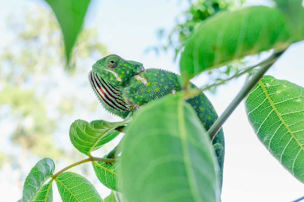 green and black chameleon on tree branch during daytime