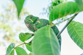 A vibrant green chameleon camouflages among lush green leaves, blending seamlessly into its surroundings. The chameleon's skin features intricate patterns and shades, with pinkish-red and blue accents on its face. The leaves are detailed with visible veins and the background shows a soft, out-of-focus glimpse of trees and the sky.
