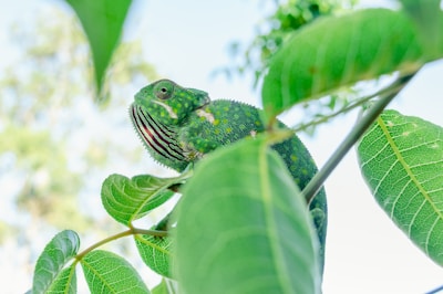 Reptiles