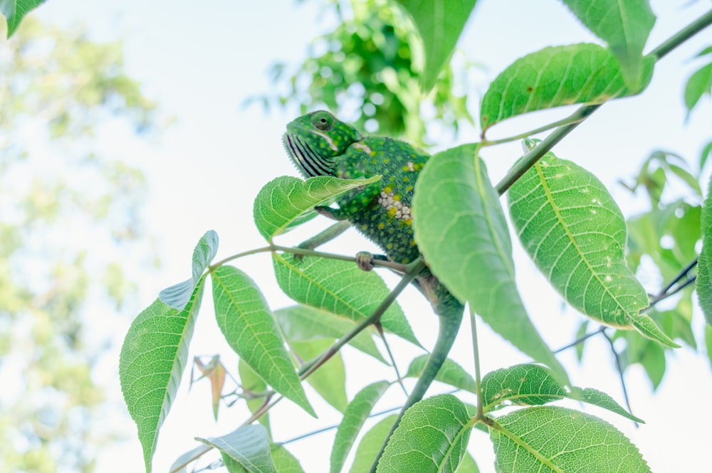green chameleon on tree branch during daytime