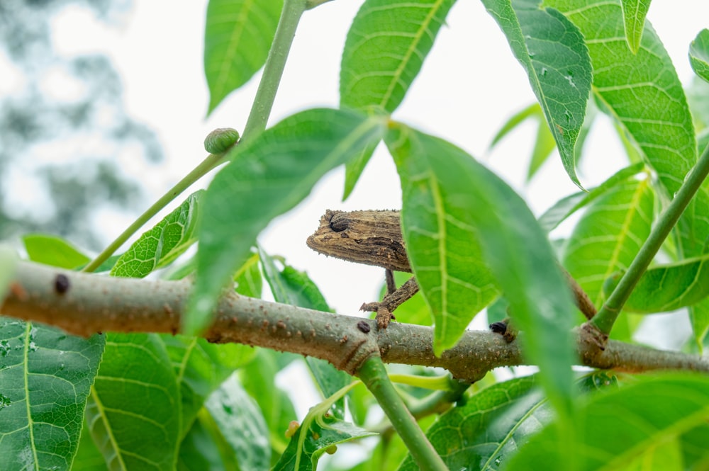 brown lizard on green leaf tree during daytime