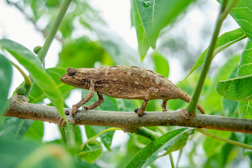 brown frog on green plant stem during daytime