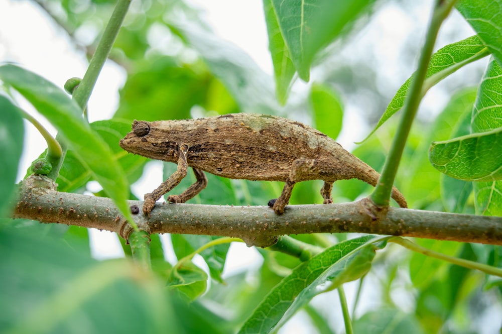 brown frog on green plant stem