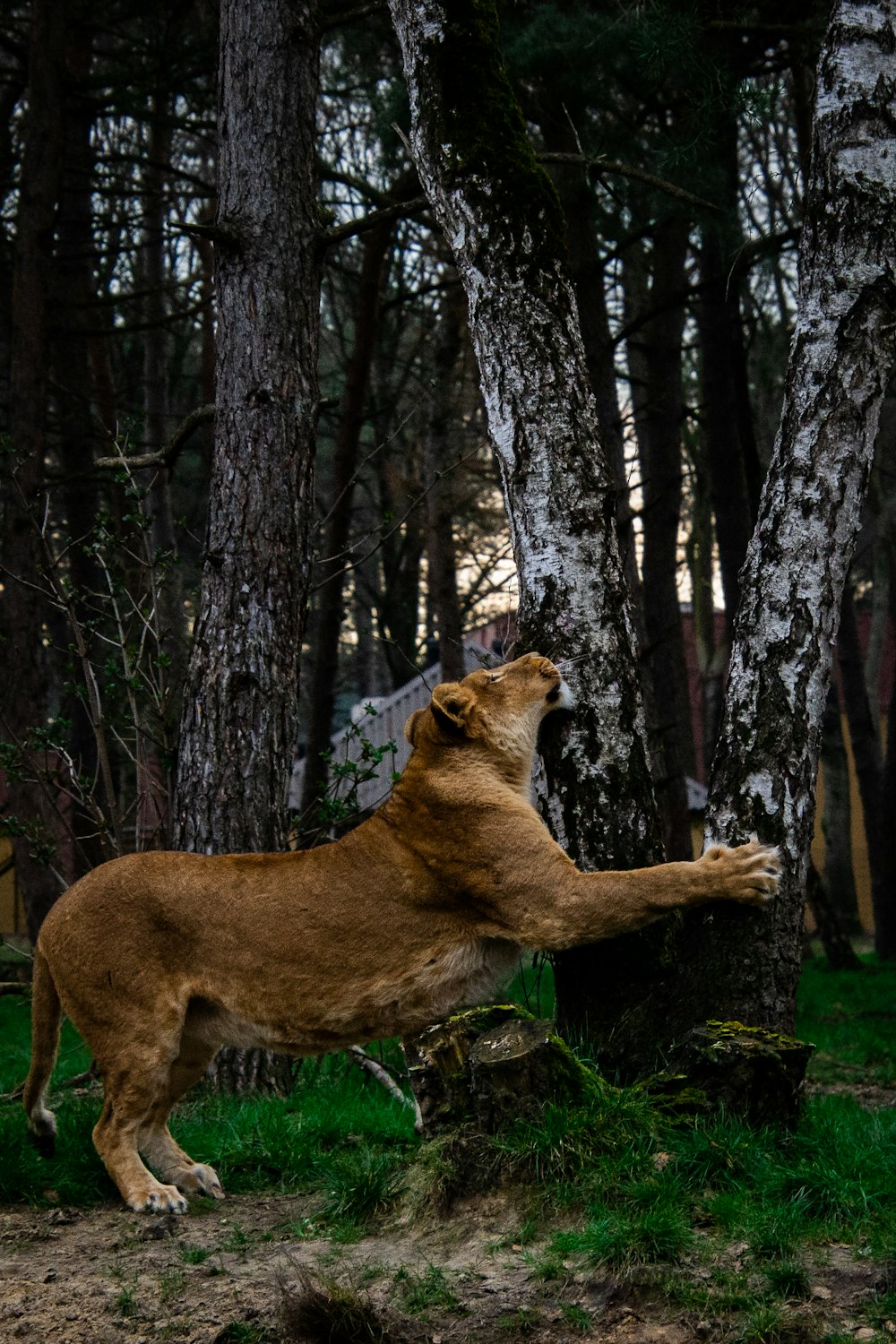 brown lioness on green grass field during daytime