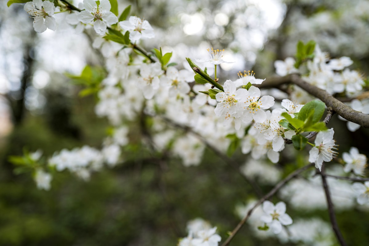 quartidi, the 4th of Floréal, Year CCXXXI