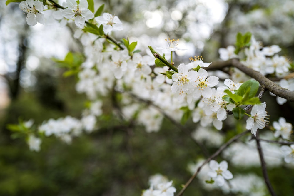 white flowers in tilt shift lens