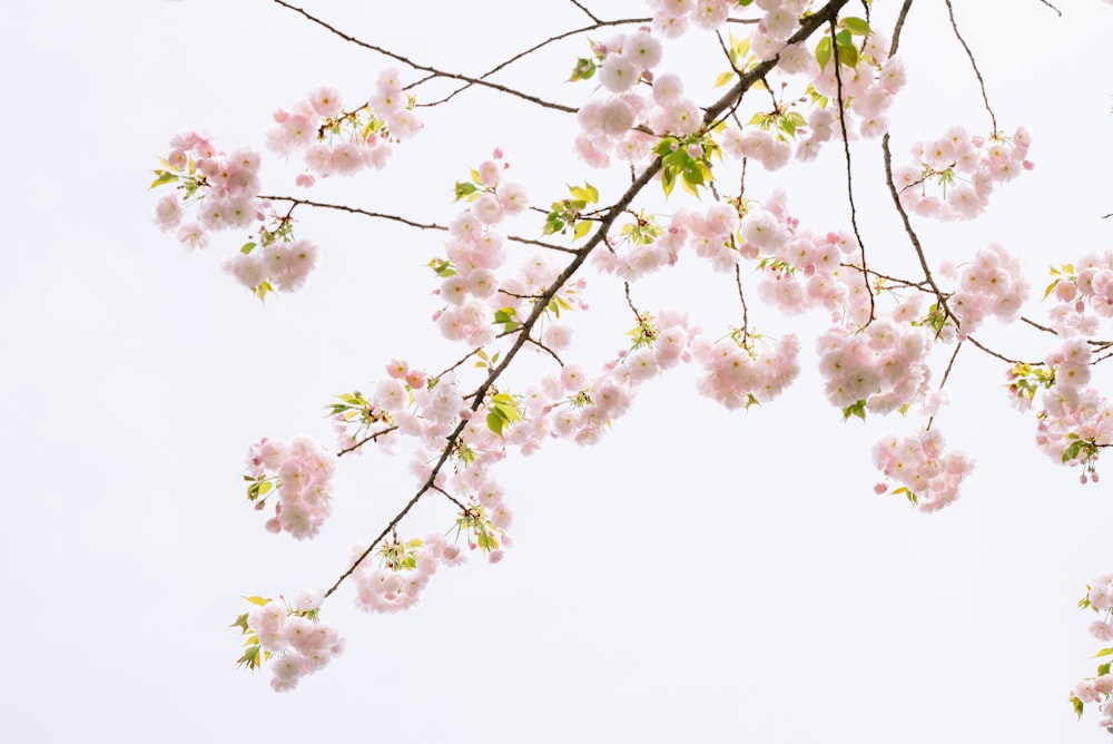 white cherry blossom under white sky during daytime