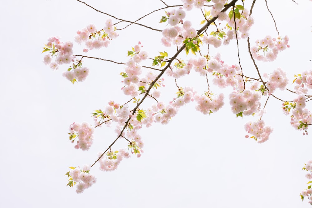 weiße Kirschblüte unter weißem Himmel tagsüber