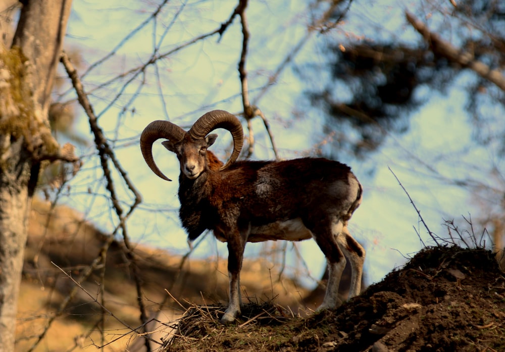 brown ram on brown grass during daytime