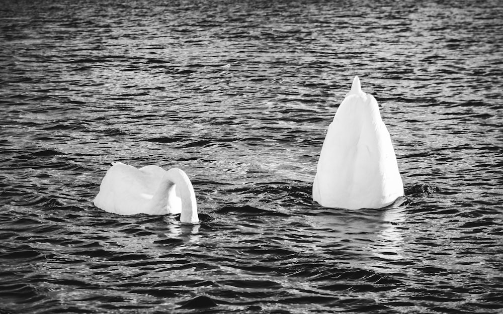 white swan on body of water