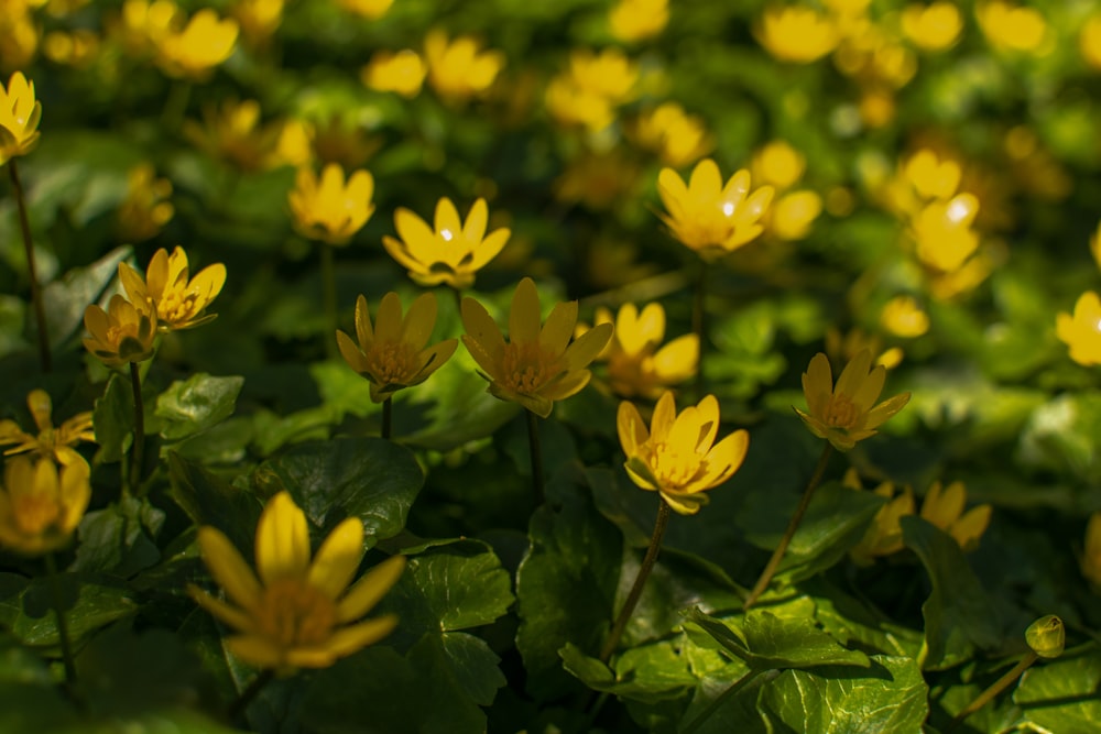 yellow flowers with green leaves