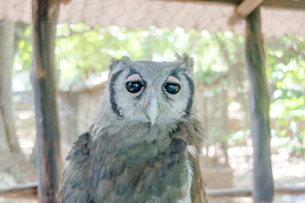 brown and gray owl in close up photography