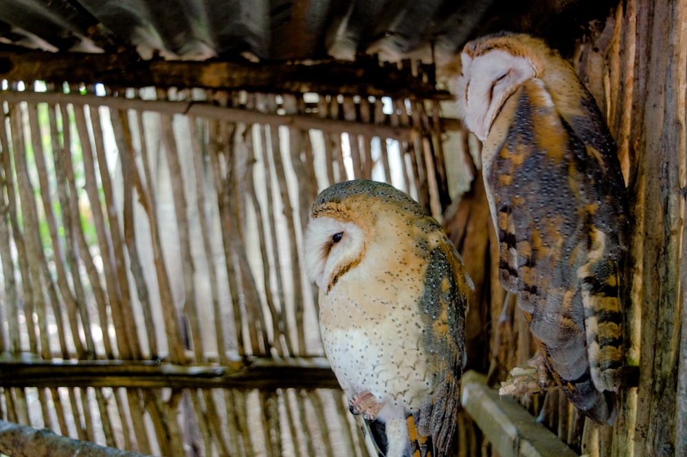 hibou brun et blanc sur la clôture en bois marron pendant la journée