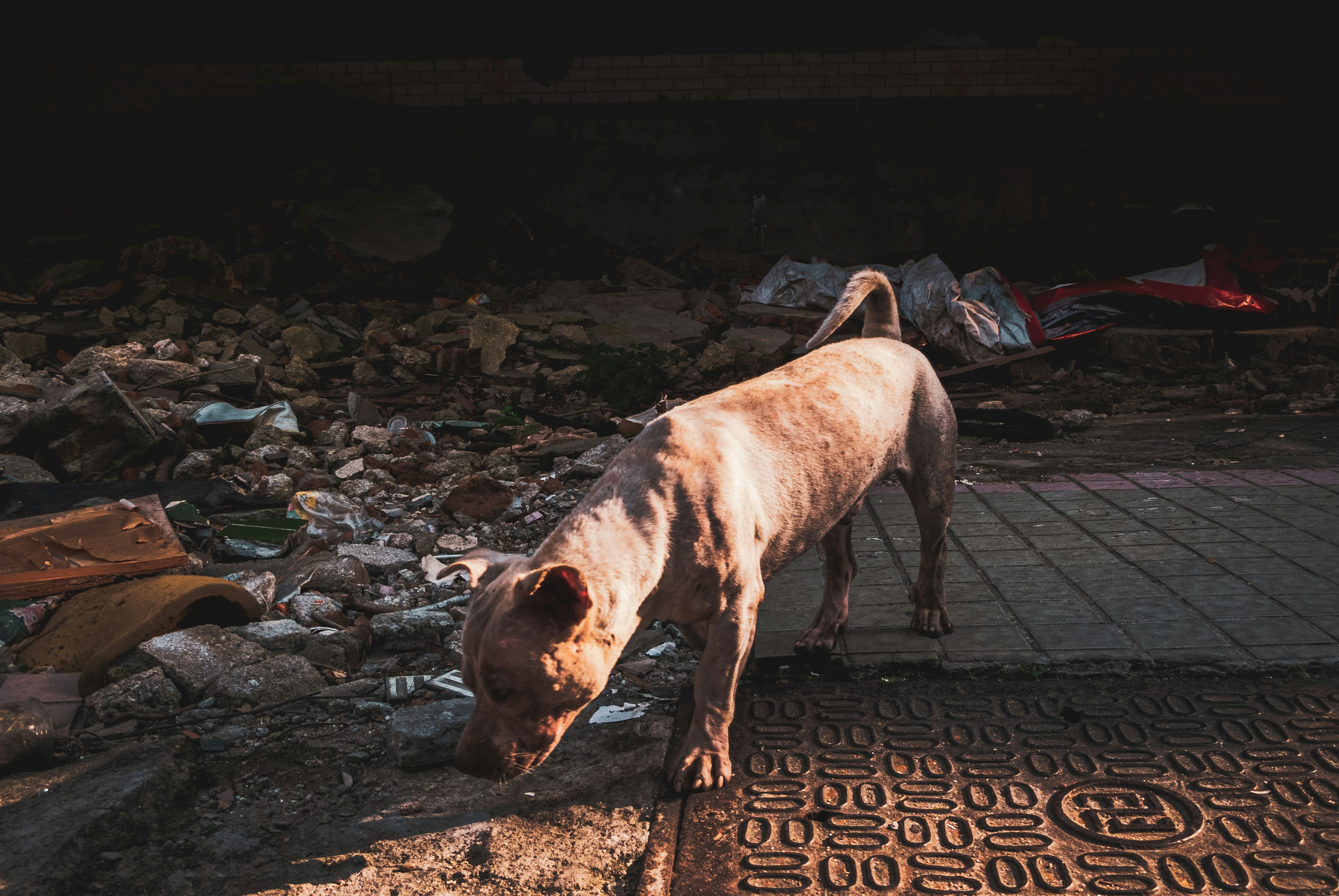white and brown short coated dog walking on gray concrete floor during daytime