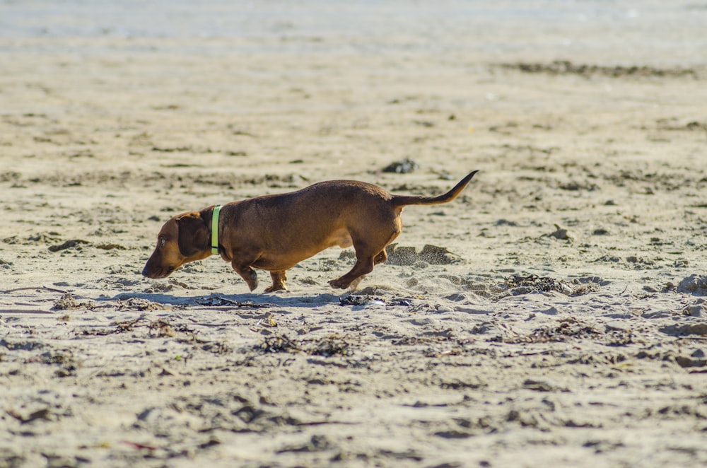 brown short coated dog on white sand during daytime