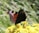A butterfly with colorful wings featuring shades of brown, red, black, and white sits delicately on a cluster of vibrant yellow flowers, with a blurred green background.