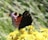A butterfly with colorful wings featuring shades of brown, red, black, and white sits delicately on a cluster of vibrant yellow flowers, with a blurred green background.