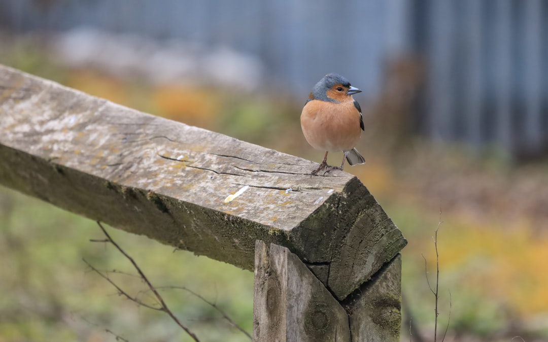 brown and white bird on gray concrete fence during daytime