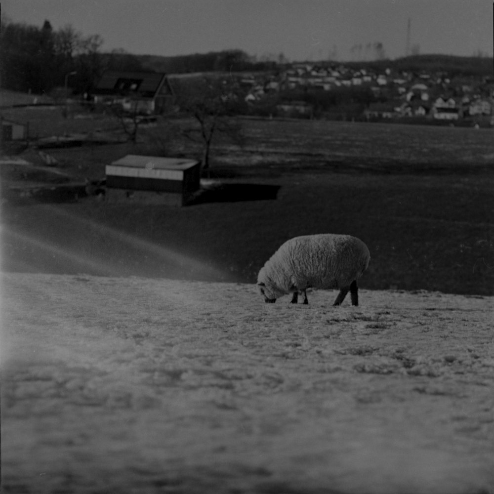 grayscale photo of animal on snow covered ground