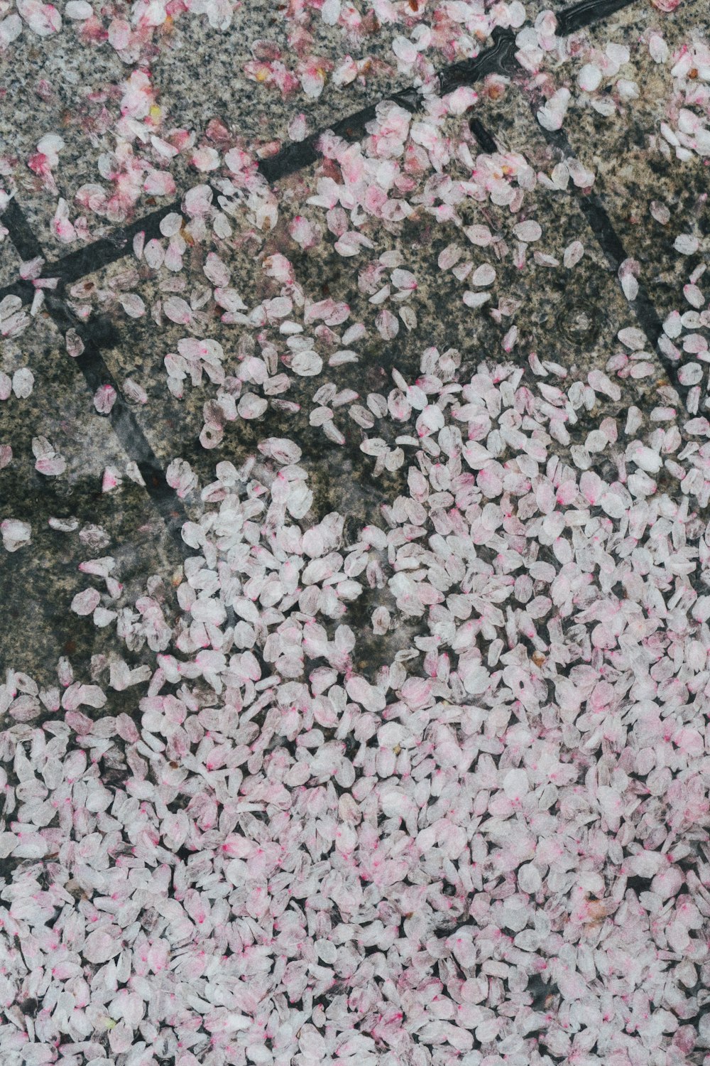 pink and white petals on ground
